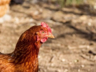 Птичий грипп уничтожил кур в селе на Ставрополье