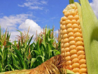 Новые гибриды кукурузы могут стать визитной карточкой КМВ