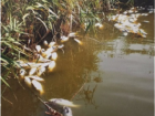 Массовая гибель рыбы из-за отравившего реку фермера произошла на границе Ставропольского края
