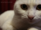 Завершился конкурс "Самый красивый кот Ставрополья!"