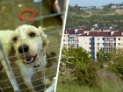 Депутаты Ставрополья решили одним законопроектом помочь бездомным животным и застройщикам многоэтажек