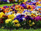 Весной десятки тысяч цветов украсят Невинномысск