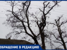 Уже шесть месяцев пенсионерке на Ставрополье обещают срубить опасное дерево