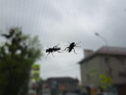 Нашествие насекомых взволновало жителей Ставрополя