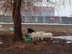 Козы паслись возле свалки в Пятигорске