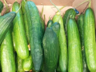 В Ставропольском крае огурец стал овощем премиум-класса