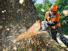 На Ставрополье при строительстве высоковольтной линии вырубили деревья на 7,3 миллиона рублей