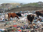 На Ставрополье сельское пастбище превратили в нелегальный мусорный полигон 