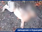 Массовая гибель диких животных встревожила жителей Ставрополья