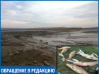 Экологическая катастрофа: тонны рыб погибают из-за сброса воды в канале на Ставрополье