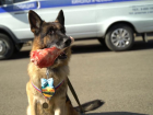 Четвероногие помощники полицейских: как живут и тренируются собаки на службе МВД