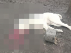 Житель Изобильного зверски убил собаку и поделился снимками в соцсетях