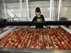 На Ставрополье построят плодохранилище на десять тысяч тонн
