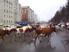 Стадо взбунтовавшихся коров хочет вывести на площадь Ленина в Ставрополе предводитель "Народного профсоюза"