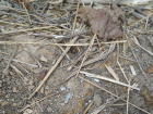 В туристическом месте Кисловодска обнаружен разлив ртути