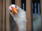Птицеводческие предприятия оштрафовали за повышение цены на кур