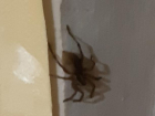 Ставропольчанка обнаружила у себя дома огромного паука