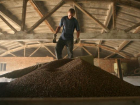 Директор Ставропольской компании растратил пшеницы на 23 миллиона рублей