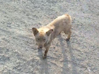 На голодную смерть на трассе под Ставрополем неизвестные оставили двух щенков