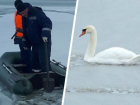 На буденновском озере Буйвола в лёд вмерзли пять лебедей