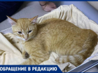 Неизвестный стреляет из пневматического оружия по кошкам в центре Ставрополя