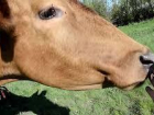 На Ставрополье несовершеннолетний продал краденую корову