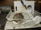 Мыши завелись в инфекционном отделении больницы на Ставрополье