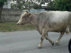 Разгуливающие по улицам коровы стали причиной негодования жителей Кисловодска