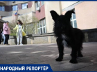 Стая собак кидается на людей возле Ставропольского Дворца культуры и спорта