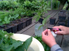 Клубнику, малину и чернику будут выращивать в крупной теплице на Ставрополье
