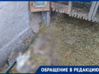 Стая собак разорвала весь домашний скот жительницы Пятигорска
