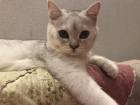 Ставропольские коты принимают участие в конкурсе "Мартовский кот"