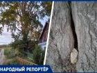 «Будем ждать, когда оно упадет и прорвет газовую трубу»: жительница Шпаковского округа пожаловалась на гнилое дерево