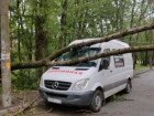 Сильный ветер поломал ветки и повалил деревья в разных частях Ставрополя