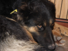 Московские волонтеры приедут спасать бродячих собак в Ессентуки 