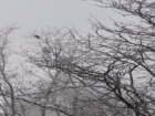 Замерзшего и застрявшего на дереве котенка спас неравнодушный ставропольчанин