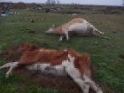 Трупы коров обнаружили на Ставрополье после гибели уток