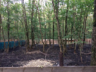 Администрация "не заметила": лес «Кругленький» незаконно вырубили для расширения зоопарка Ставрополя