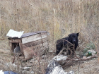 Хозяин выкинул свою собаку вместе с будкой на свалку в поле на Ставрополье