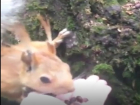 Смешная драка белок за орешки в Ессентуках попала на видео