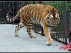 Тигр сбегал из клетки в гастролирующем цирке города Ипатово