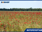 Поля на Ставрополье вспыхнули ярко-красными маками