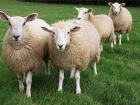 В Грачевском районе похищено стадо овец