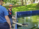 Лабрадор чуть не утонул в Центральном парке Ставрополя