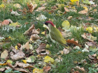Диковинного зеленого дятла обнаружили горожане на улицах Ставрополя