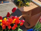 Тюльпаны по 150 и мимозы по 500: сколько придется выложить за цветы ставропольцам накануне 8 марта