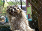 Еще один контактный зоопарк на Ставрополье работал с нарушениями 
