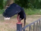 Кровавая казнь беззащитных птиц перед мемориалом на Ставрополье попала на видео