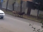 Два ослика гуляли по дорогам и попали на видео в Кисловодске 