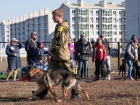 Первый кинологический фестиваль «СуперПес-2017» с успехом прошел в "Гармонии"